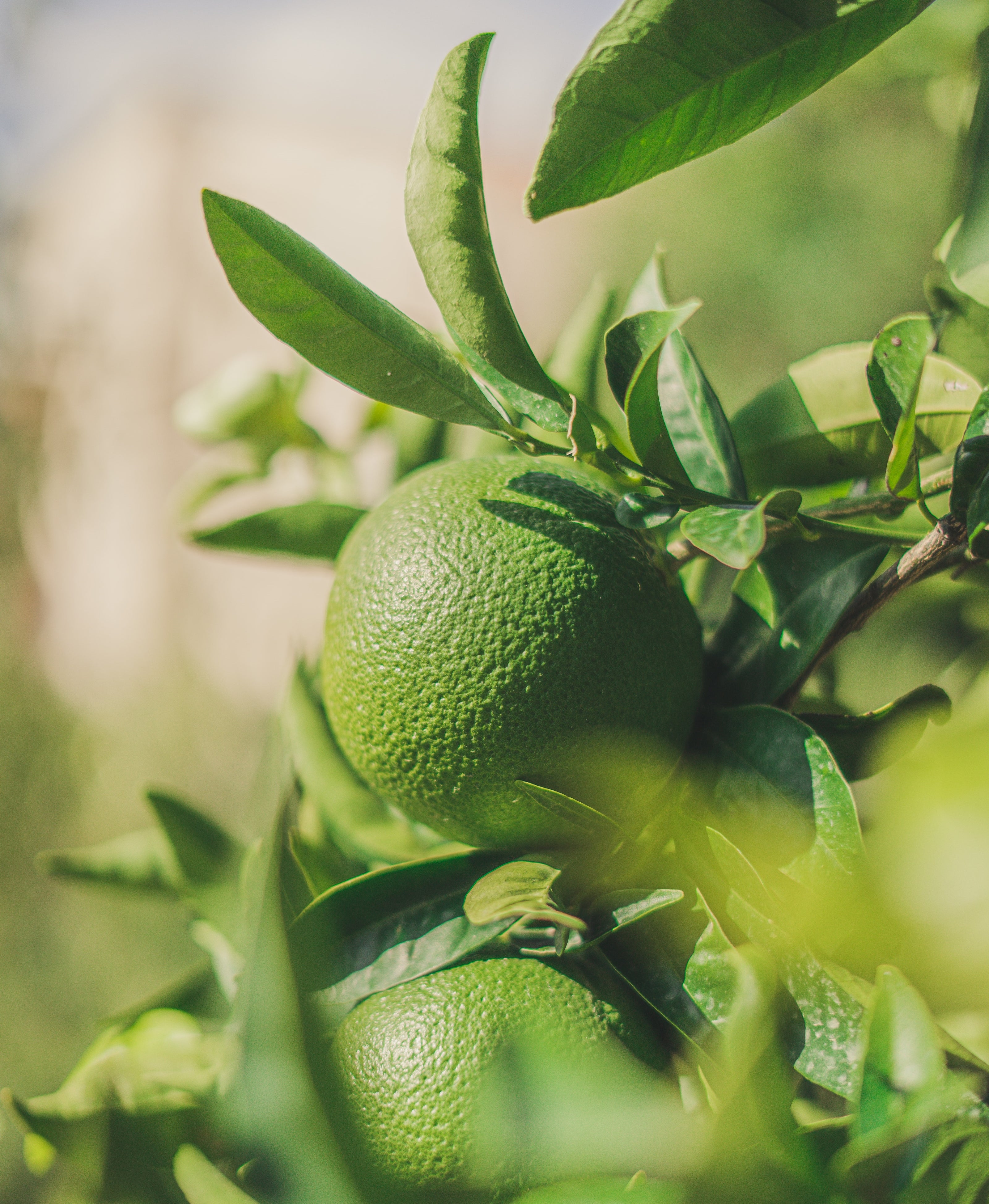 Image of lime attached to it's tree. Used in Mama Dolce's Plant based ice cream and freshly squeezed in the UK.