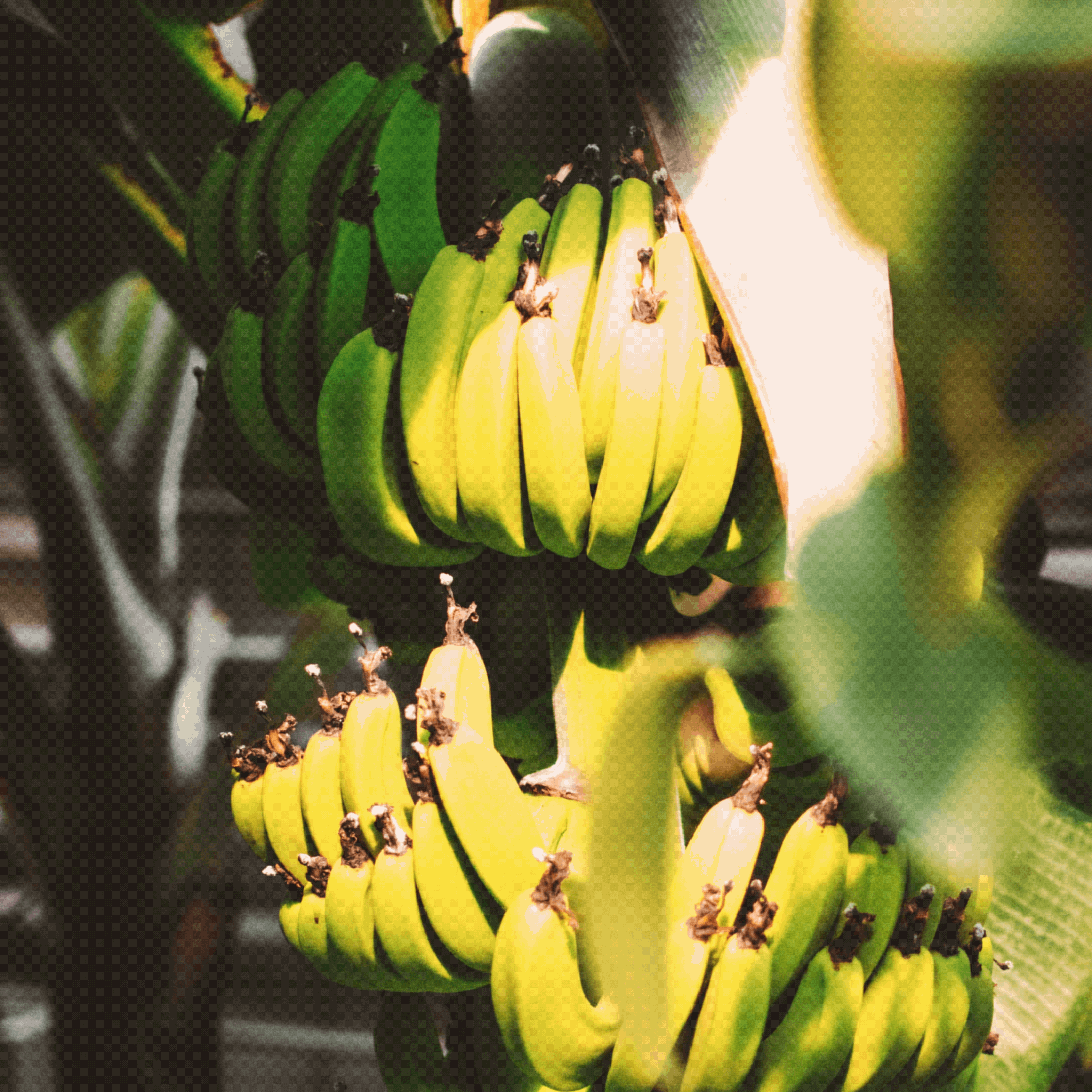 Fresh clean ingredients presentation : strawberry, cocoa beans, mango and banana